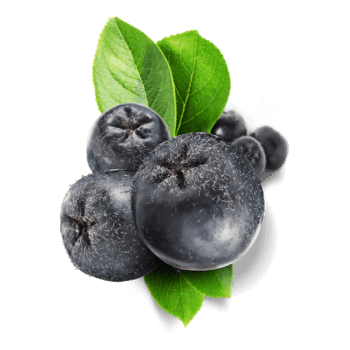 Aronia Beere
